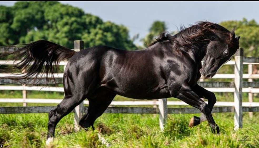 Thullio Milionário investe R$ 1 milhão em cavalo — Foto: rep/ instagram