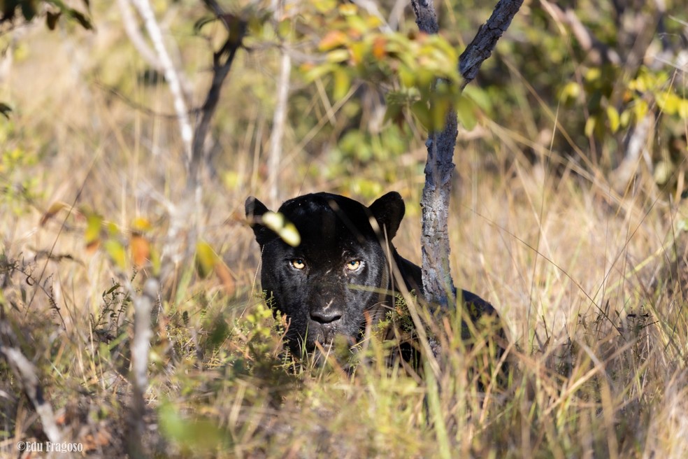 On&ccedil;a-preta no meio da vegeta&ccedil;&atilde;o do Cerrado &mdash; Foto: Eduardo Fragoso