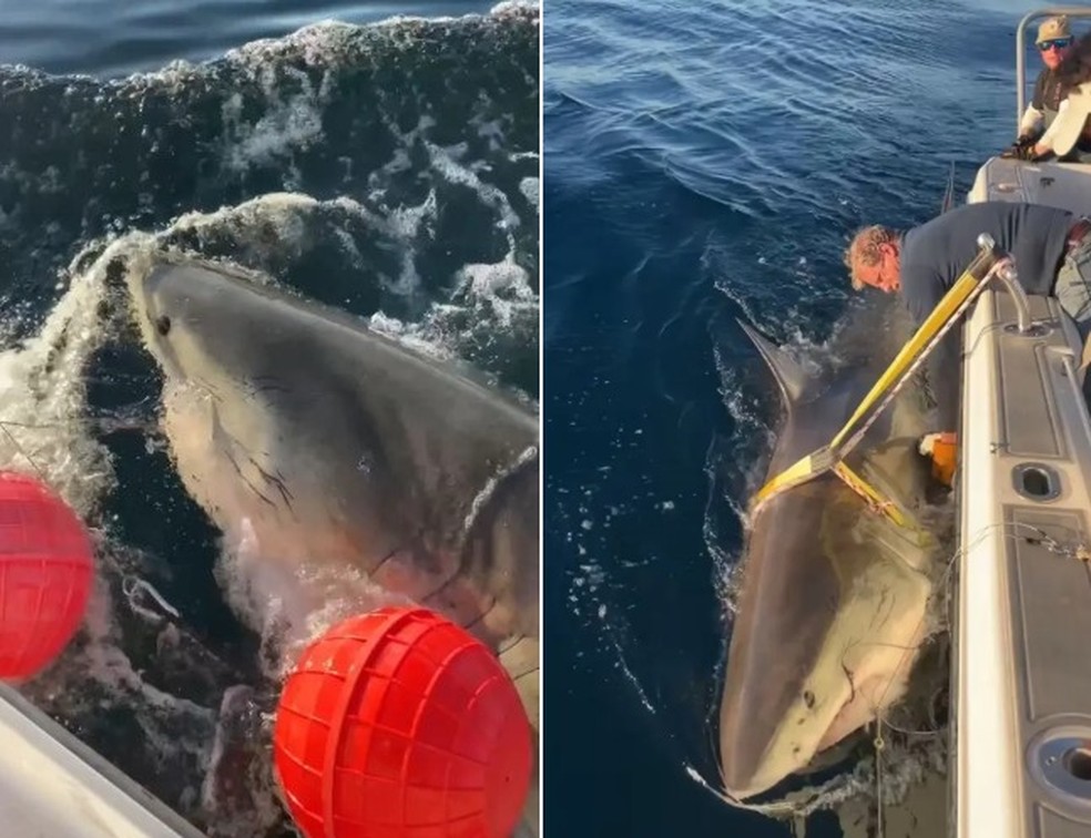 Contender, o maior tubarão-branco já registrado no Atlântico, é monitorado por cientistas — Foto: Reprodução/OCEARCH