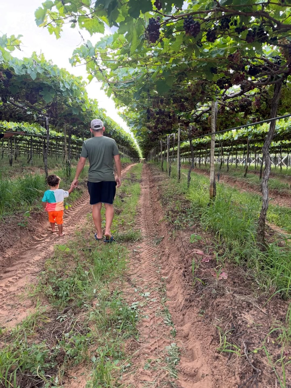 Jo&atilde;o Gomes o filho na sua fazenda de uva, em Petrolina &mdash; Foto: Reprodu&ccedil;&atilde;o/Instagram