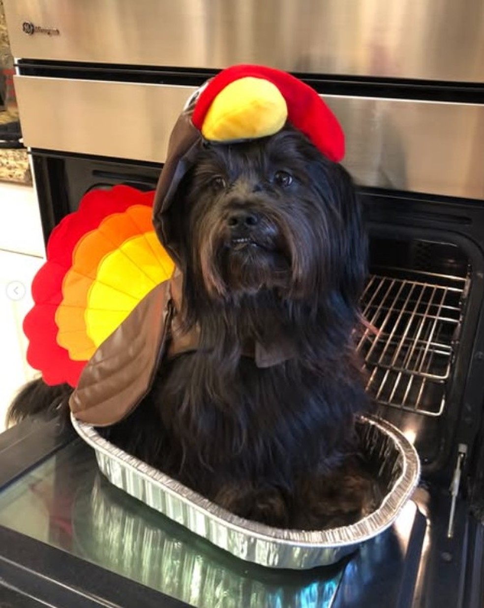 A cadela de Chloe Chung quando ainda estava viva — Foto: Reprodução/Instagram