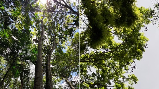 Rio abriga espécie rara com mais de 80 anos no Parque Estadual da Serra da Concórdia Rio abriga espécie rara com mais de 80 anos no Parque Estadual da Serra da Concórdia