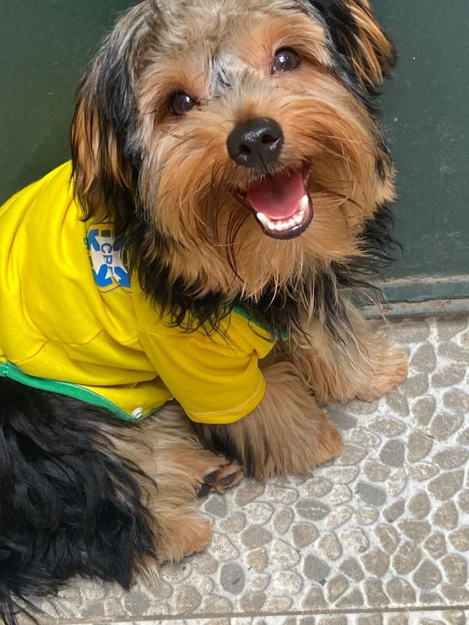 Conheça Chico, fofura de reforço na torcida pelo Hexa do Brasil