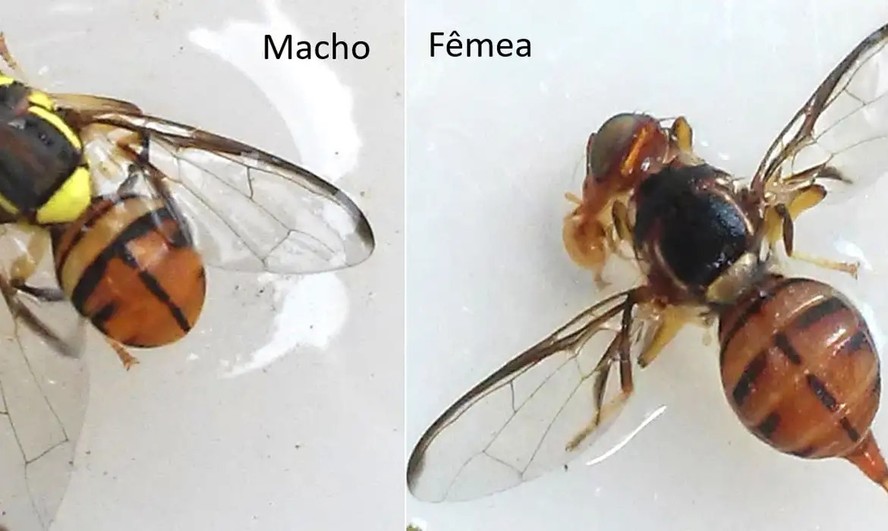 Emergência fitossanitária foi declarada em quatro estados brasileiros por causa da mosca-da-carambola