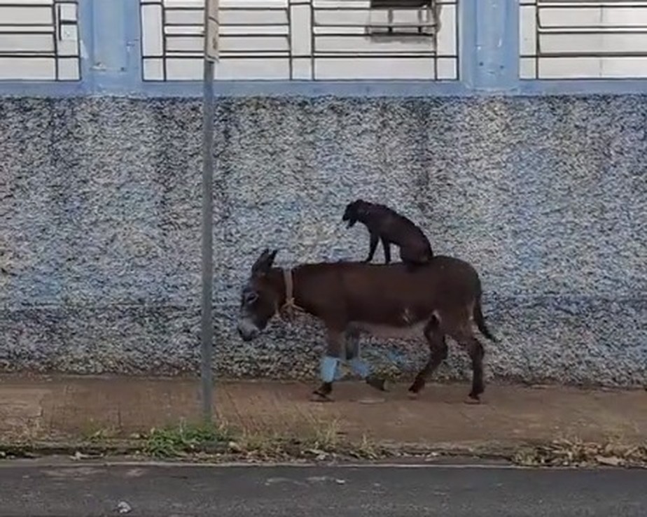 Um vídeo de uma cachorra pegando carona no lombo de um burrinho vira