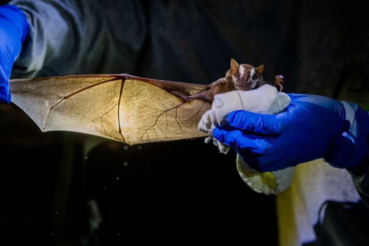 Bat rabies concerns rise in Rio as capture calls increase 80% | News ...