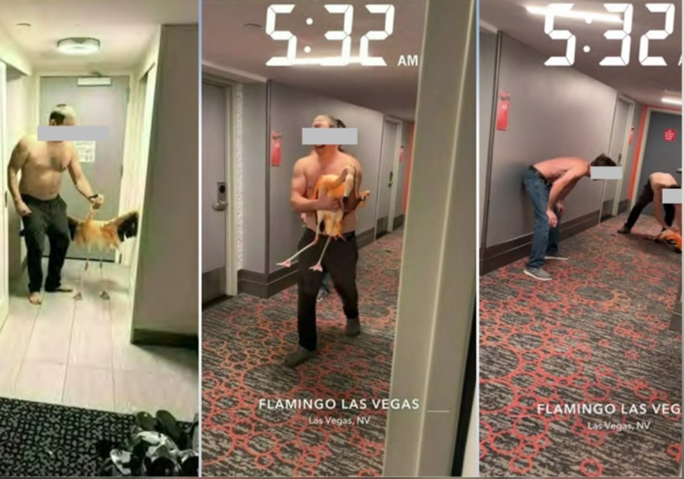 Imagens das câmeras de segurança do Hotel e Cassino Flamingo, que mostram Mitchell Fairbarn torturando e tentando sequestrar o flamingo "Peachy" — Foto: Reprodução/Facebook