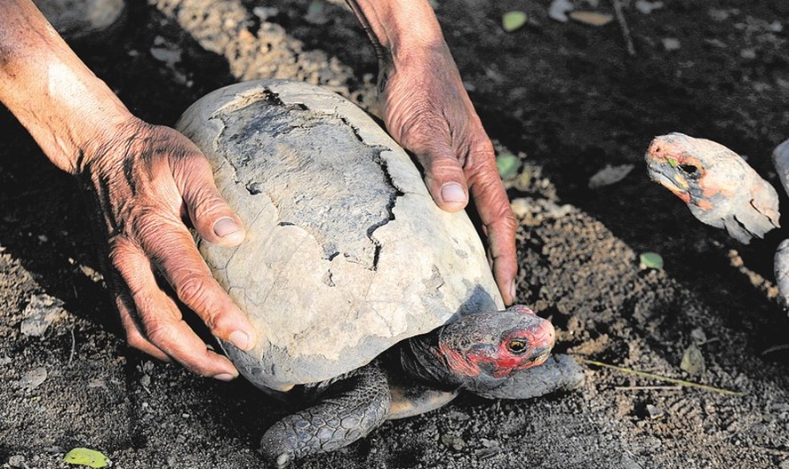 Tartarugas com casco queimado são tratadas no Centro de Triagem do Ibama, que acolhe animais apreendidos com traficantes