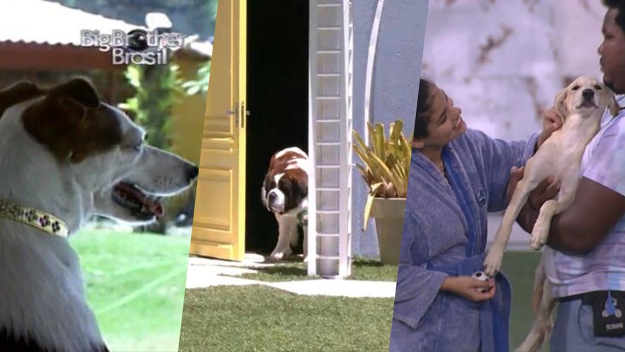 'Cachorrada' no 'BBB'! Lembre os cães que visitaram a casa