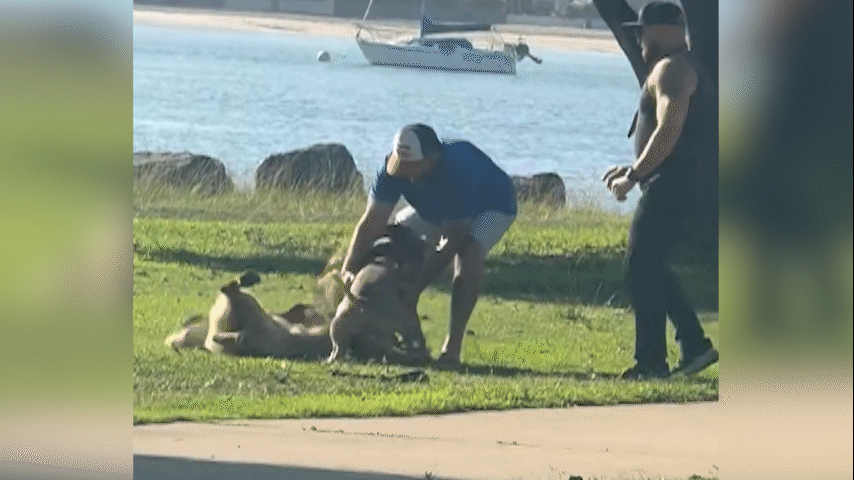 Briga em parque de San Diego: homens e cães se envolvem em confronto violento