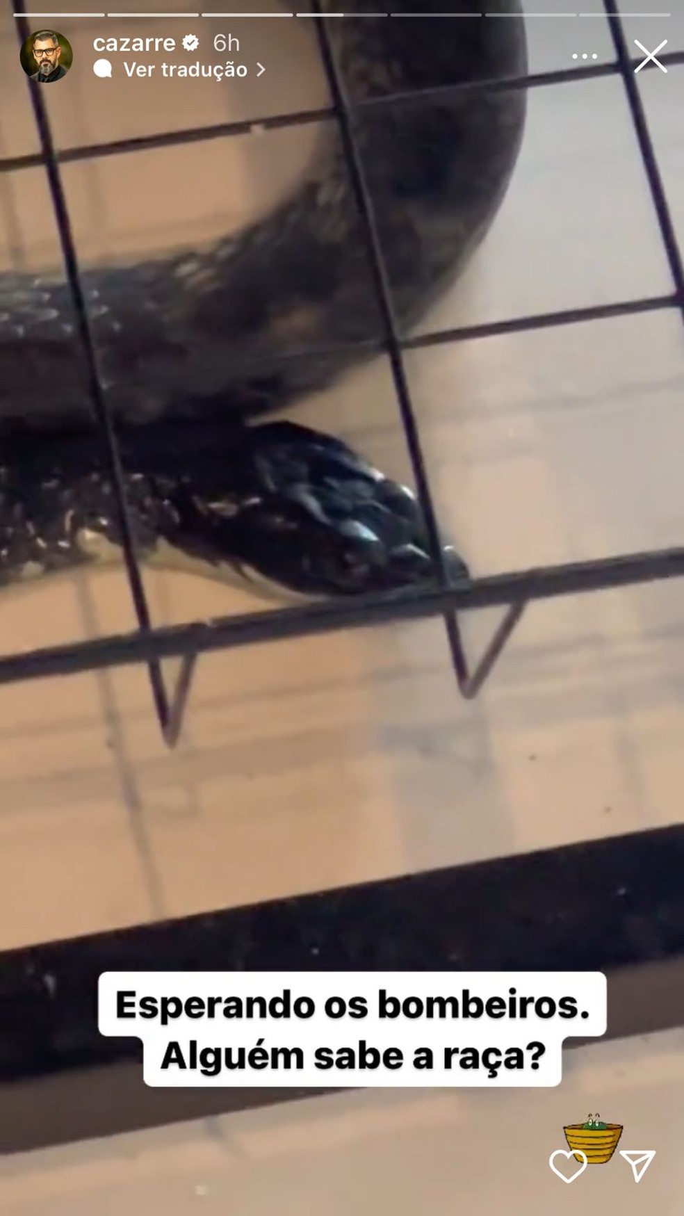Juliano Cazarré encontra cobra em sua casa e aciona Bombeiros: 'Que beleza' — Foto: reprodução
