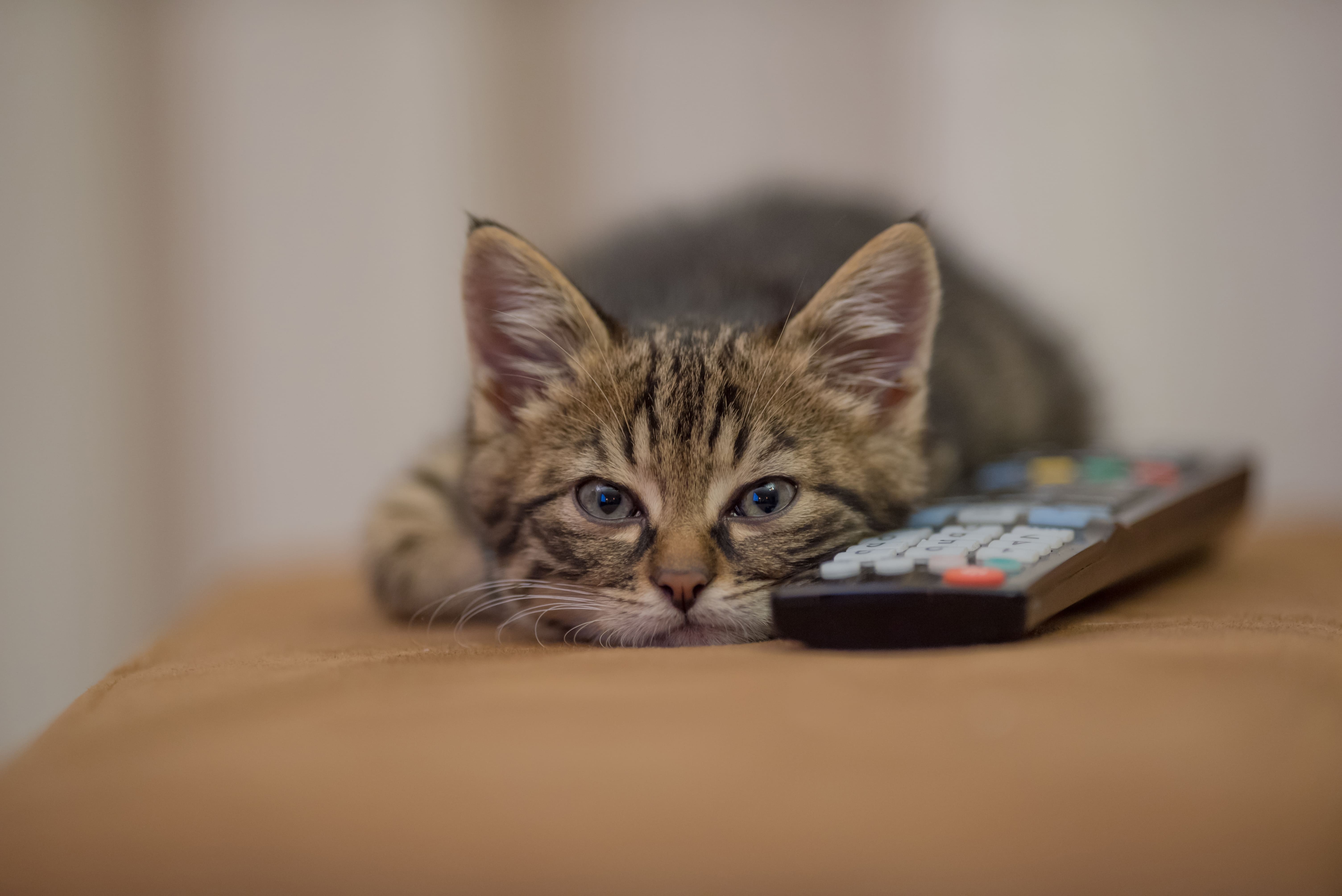 Estudo aponta que gatos podem sofrer de ansiedade de separação: entenda