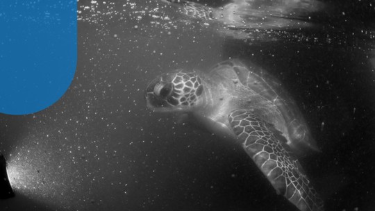 Tempestades, ondas gigantes e tubarões: conheça a saga das tartarugas-verdes que cruzam o Atlântico até a Marina da Glória 