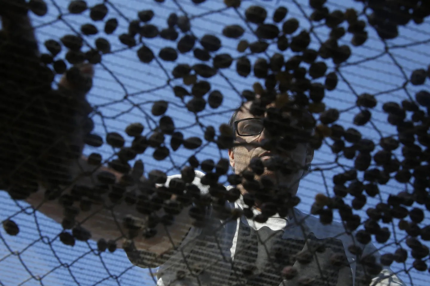 Em Barra do Piraí, produção de café da Fazenda da Taquara é comandada pela quinta geração da família. Marcelo Estreva mistura grãos de café na peneira — Foto: Custodio Coimbra/Agência O Globo
