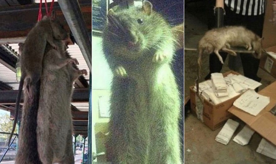 Ratos 'do tamanho de cachorros' são pegos em armadilhas e web se assusta:  'que bichão