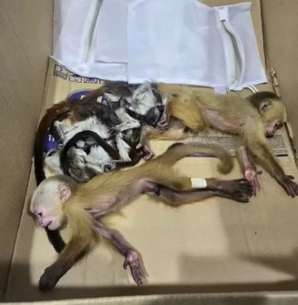 Macacos sriam levados da Colômbia para a República Dominicana — Foto: Reprodução