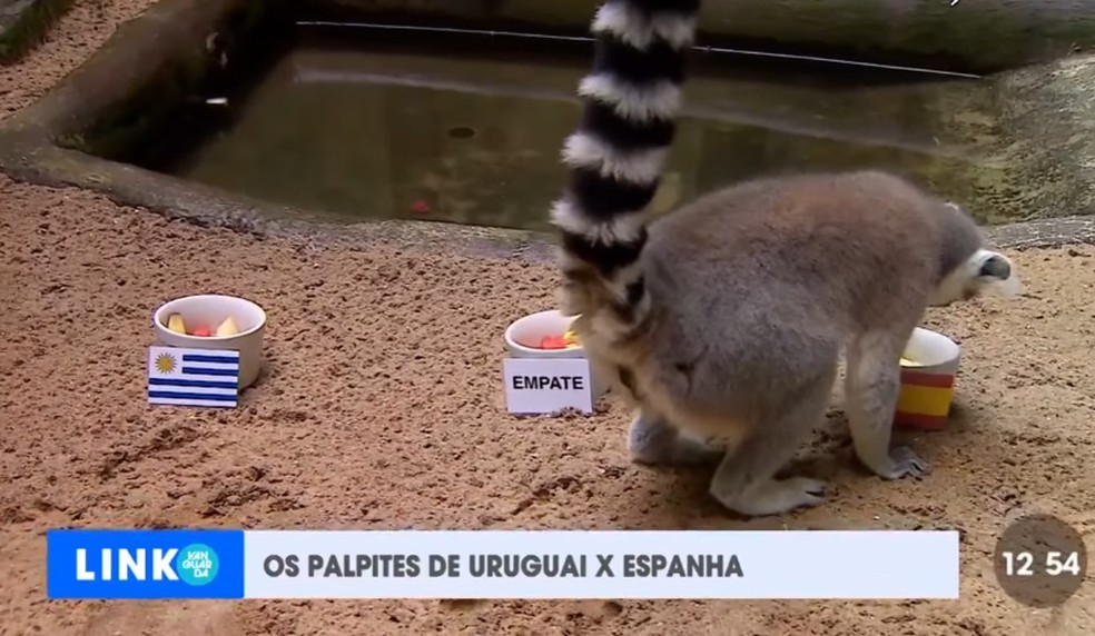 Rei Julien: na Copa, já foram oito acertos — Foto: TV Vanguarda