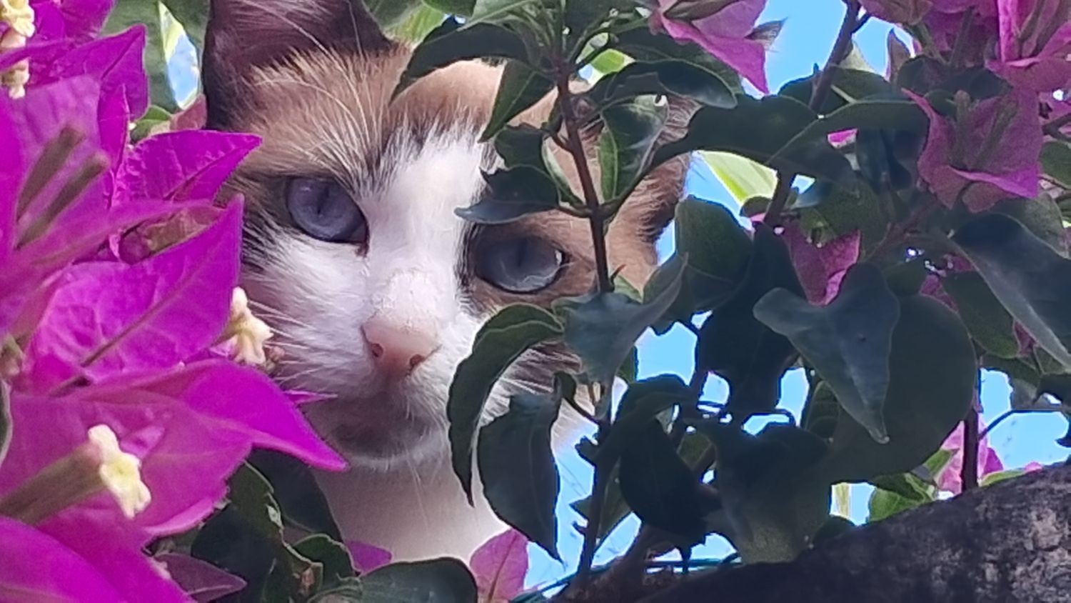 'Ela adora ficar escondida pela manhã nas flores para brincar com as borboletas'
