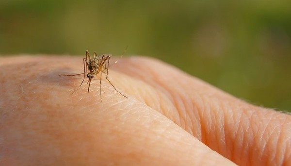 Entenda por que algumas pessoas atraem mosquitos e outras não