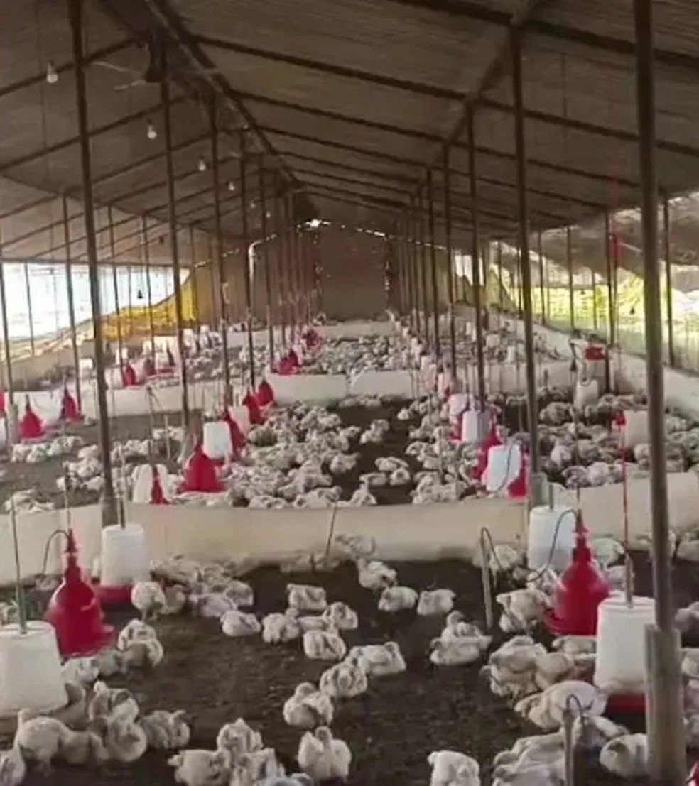 Criador de aves acusa DJ de matar 140 galinhas com música alta — Foto: Reprodução