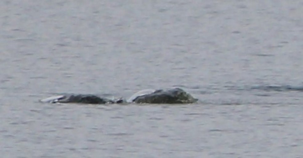 Novas fotos aquecem o debate: o monstro do Lago Ness realmente existe? — Foto: Reprodução
