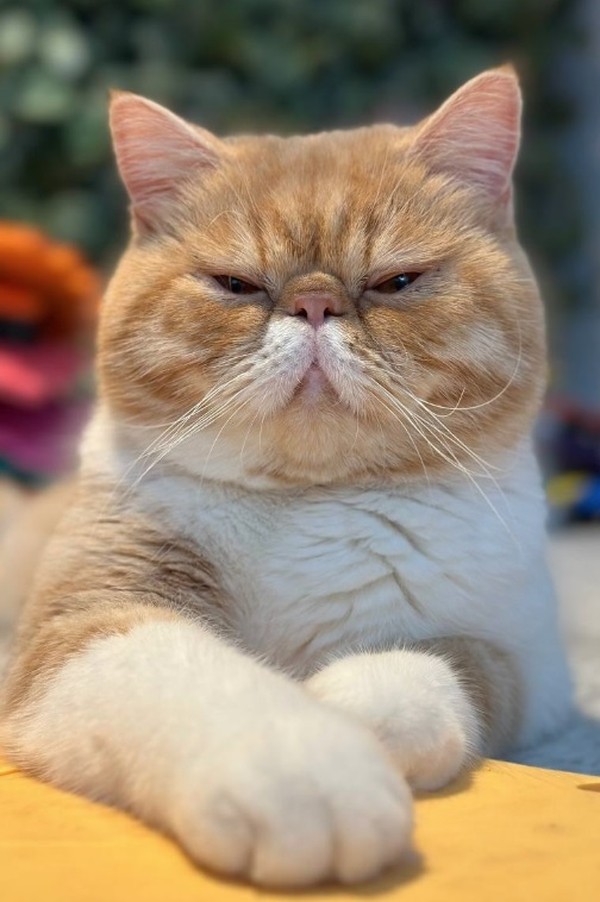 Khariton, o gato vidente, 'prev&ecirc;' cura para diabetes e descoberta de  maneira para deter o processo de envelhecimento | Page Not Found | extra