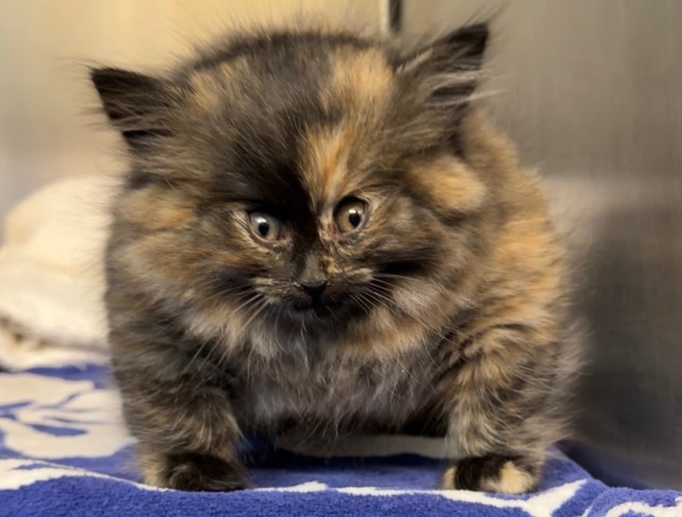 Por condi&ccedil;&atilde;o rara, Zoe foi comparada a um baiacu &mdash; Foto: Reprodu&ccedil;&atilde;o/Instagram