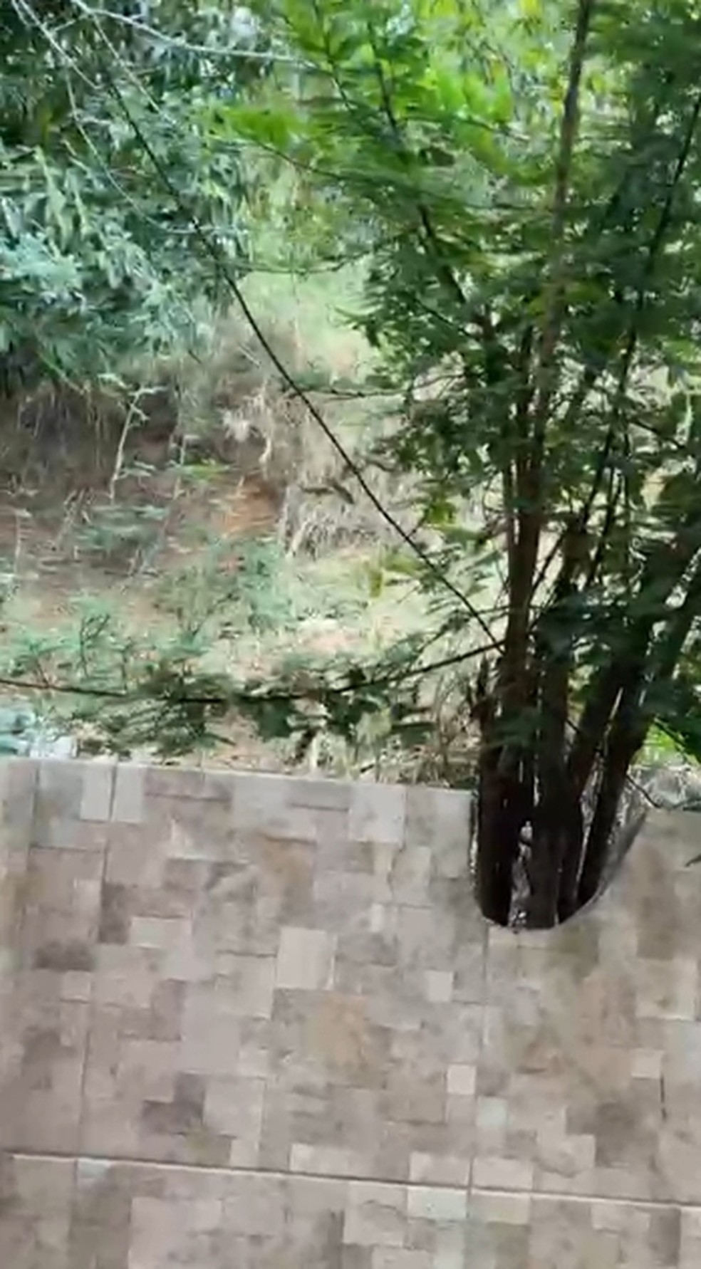 Passagem dava para a mata, na comunidade da Serrinha, na Zona Norte do Rio — Foto: Reprodução