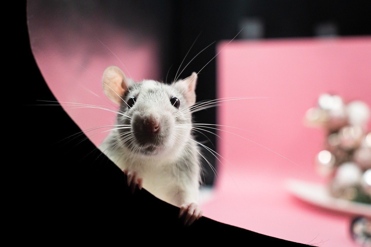 Cientistas criam molécula que elimina tumores agressivos de linfoma em ratos em apenas 11 dias