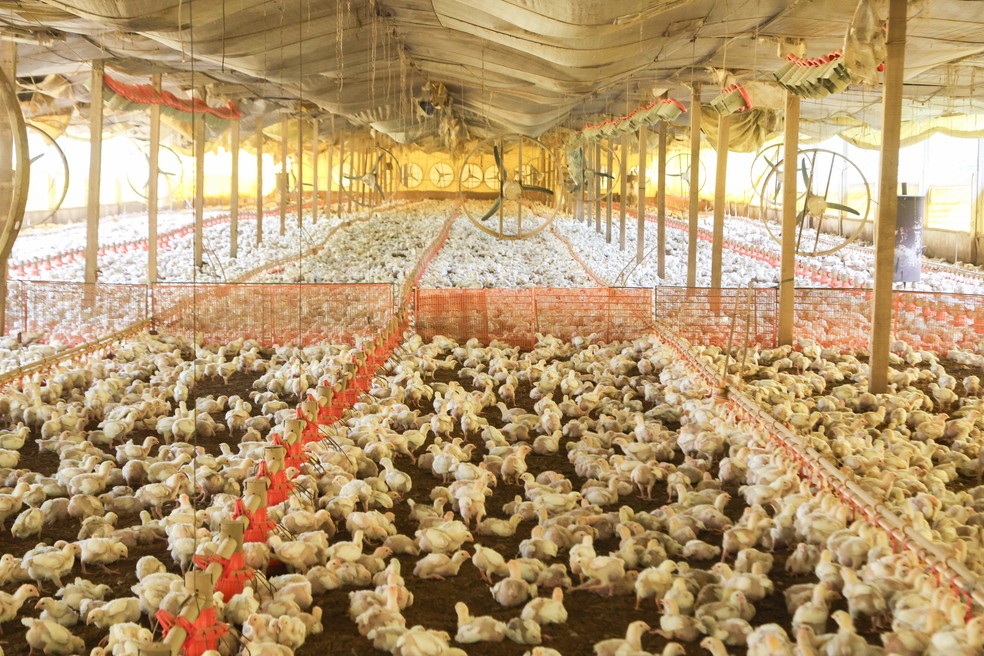 Os locais interditados integram um conjunto de oito granjas, pertencentes a Reginaves Indústria e Comércio de Aves (Rica) — Foto: Divulgação