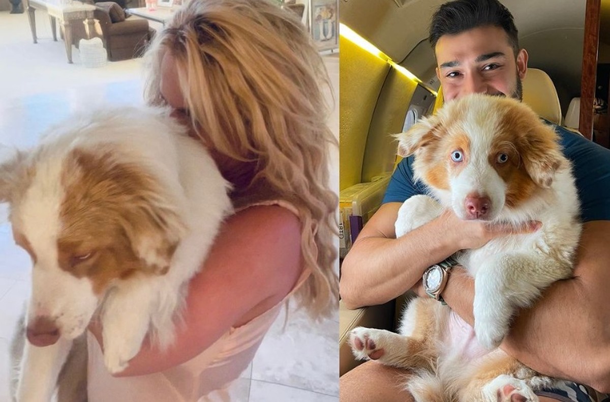 Britney Spears macht sich Sorgen um das Sorgerecht für Hunde und engagiert einen hochkarätigen Anwalt, um die Scheidungsklausel aufzuheben |  Unterhaltung