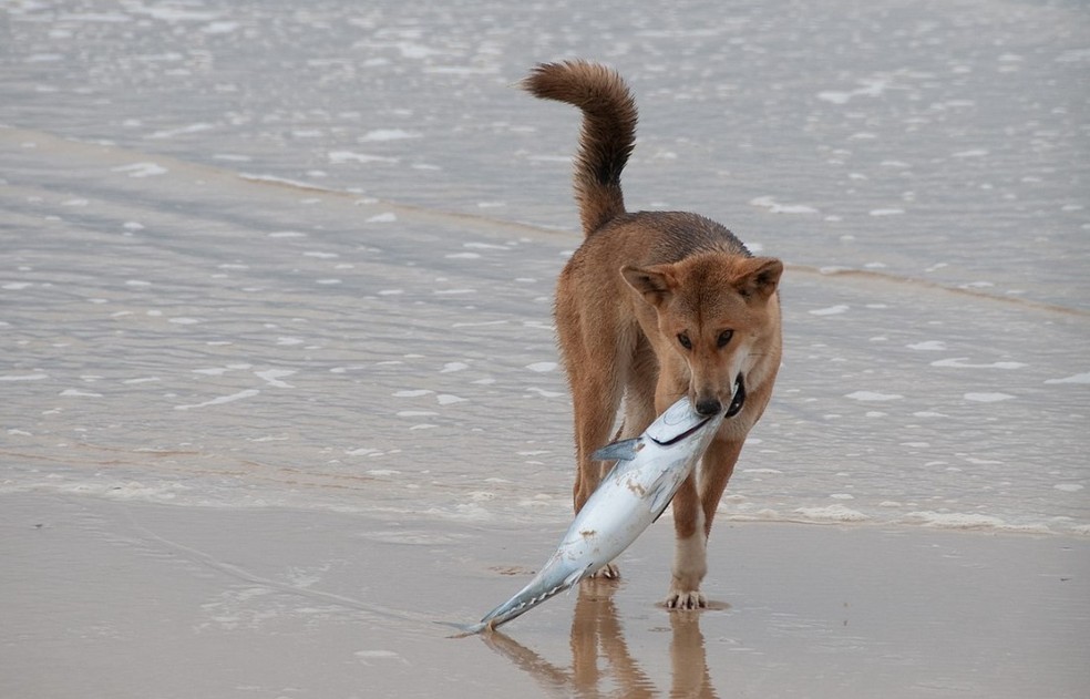 Dingo caçando peixe na Austrália — Foto: Reprodução/Wikipedia