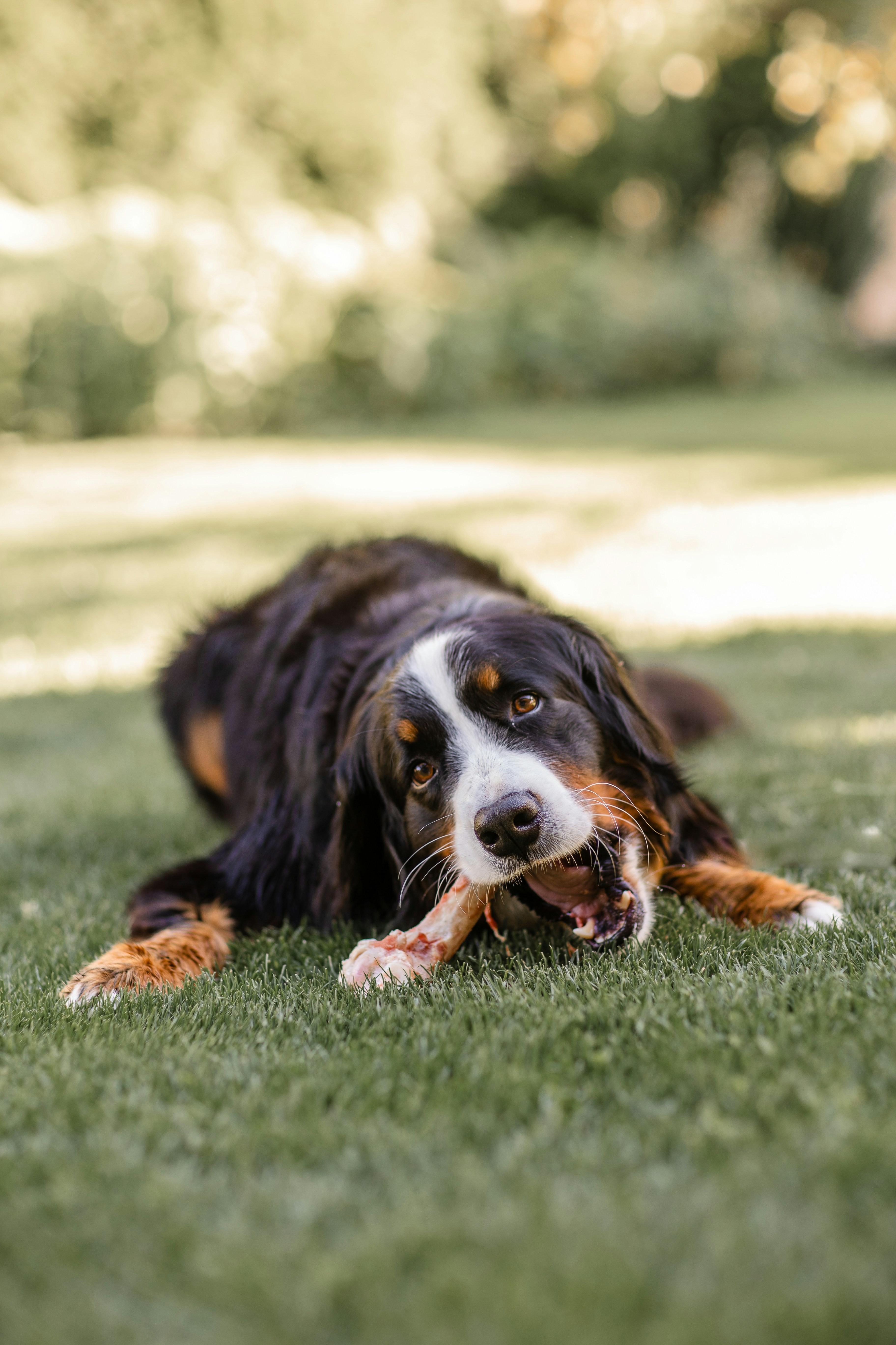 Por que os cachorros precisam morder coisas? A ciência por trás do “simples” ato de roer