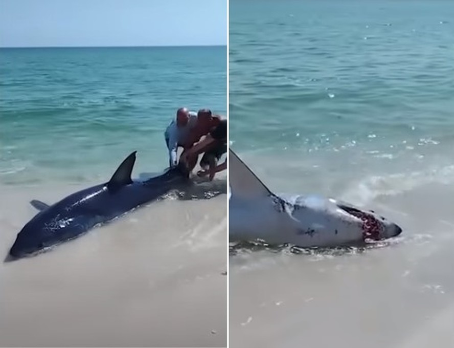 Banhistas salvam tubarão agressivo encalhado na areia de praia lotada