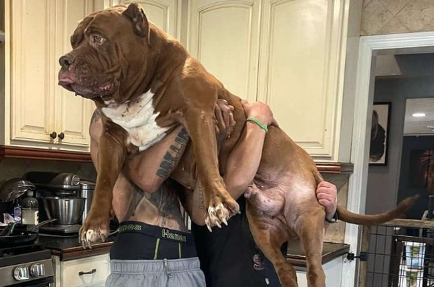 Marlon Greenan e Hulk, o 'maior pitbull do mundo'