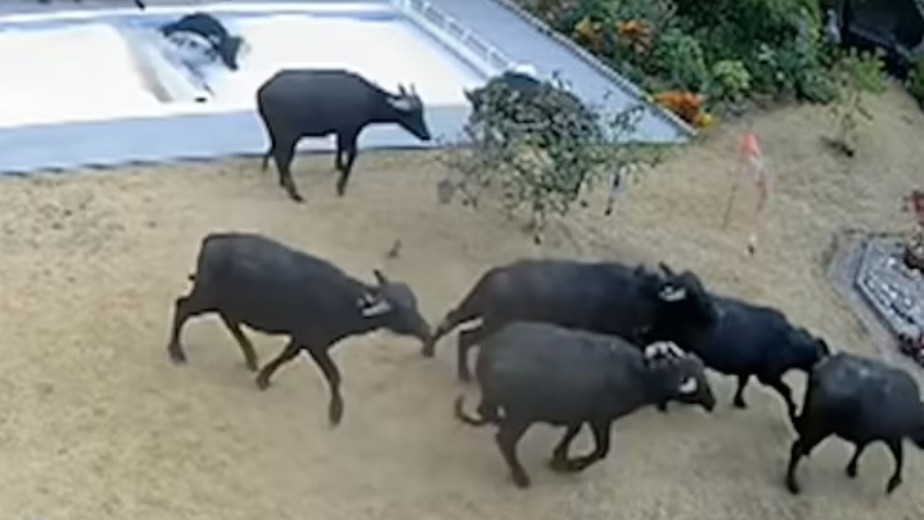 Peões fazem tour pela fazenda e ficam encantados com o búfalo - A