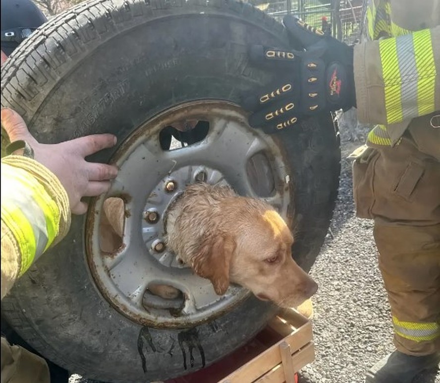 Cadela é socorrida por bombeiros após ficar entalada em roda em Nova Jersey, EUA