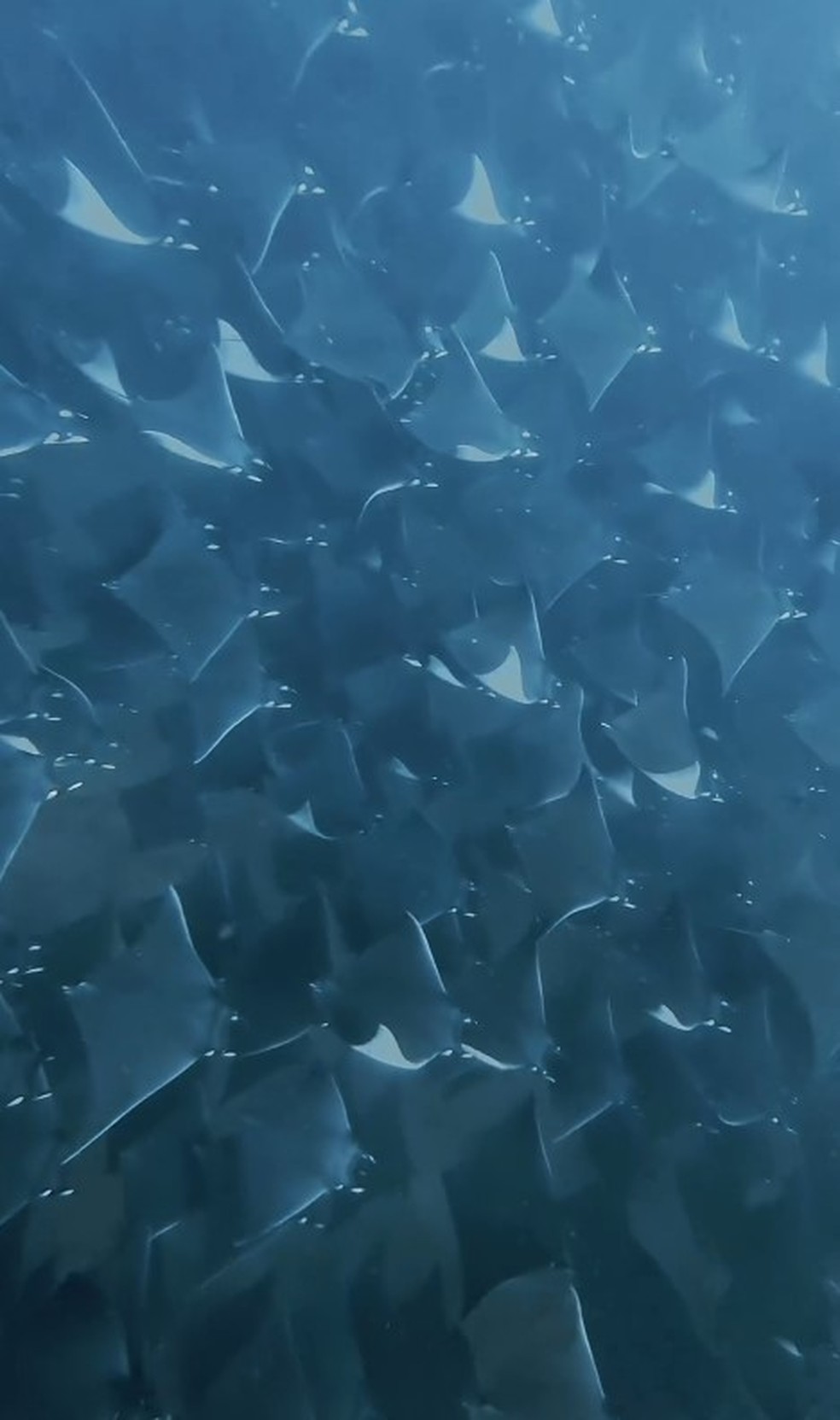 Turista registra belo e raro fenômeno na costa do México: migração de centenas de arraias-diabo — Foto: Reprodução/Instagram