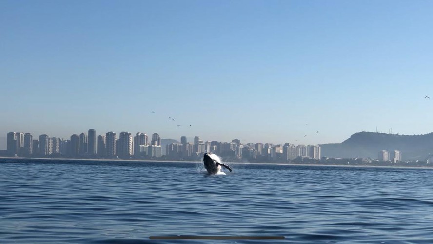 Baleia salta no mar perto da Praia da Barra