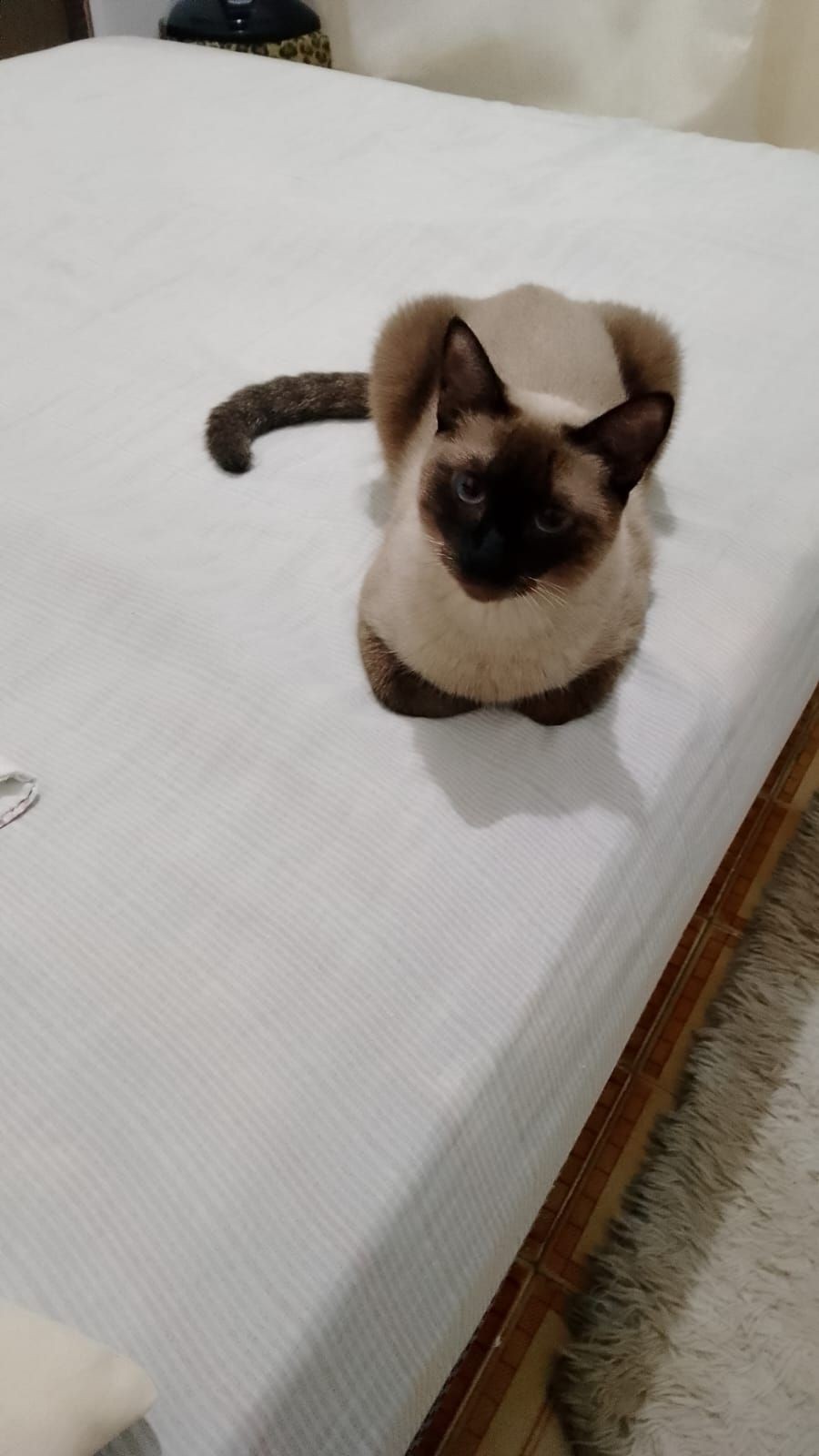 'Minha Little, uma gatinha sapeca'