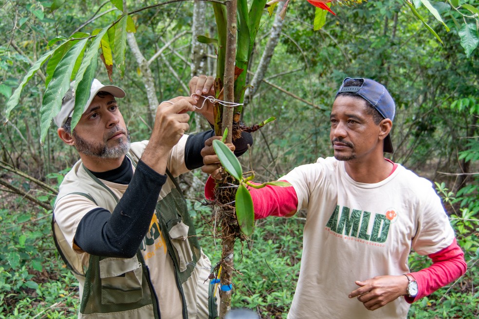 Anderson e Rubens, membros da equipe da AMLD, durante a ação de enriquecimento de epífitas na área restaurada do Parque Ecológico Mico-Leão-Dourado — Foto: Luiz Thiago de Jesus/AMLD