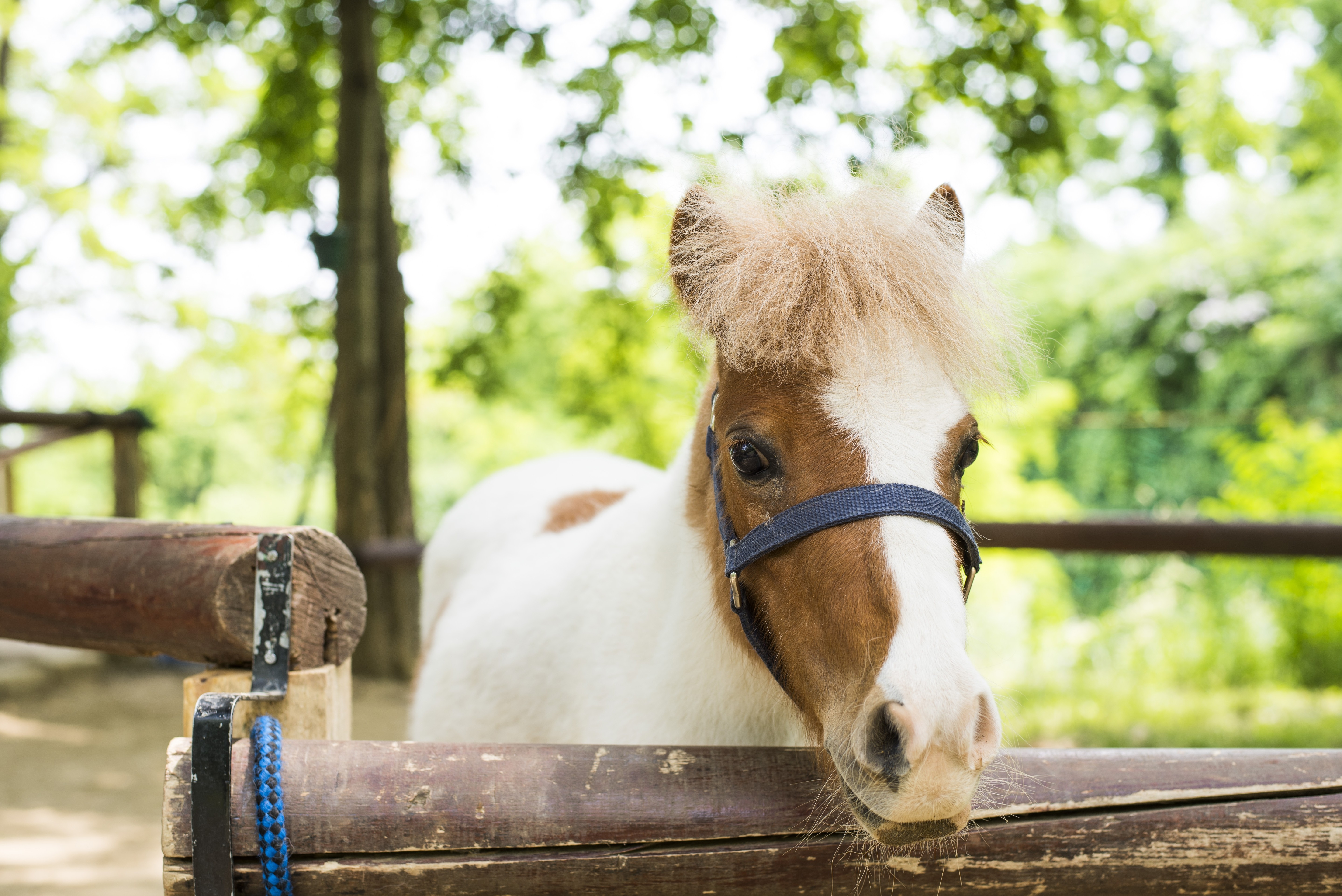 Três minutos com um minicavalo ou um burro podem melhorar o seu humor, descobre estudo