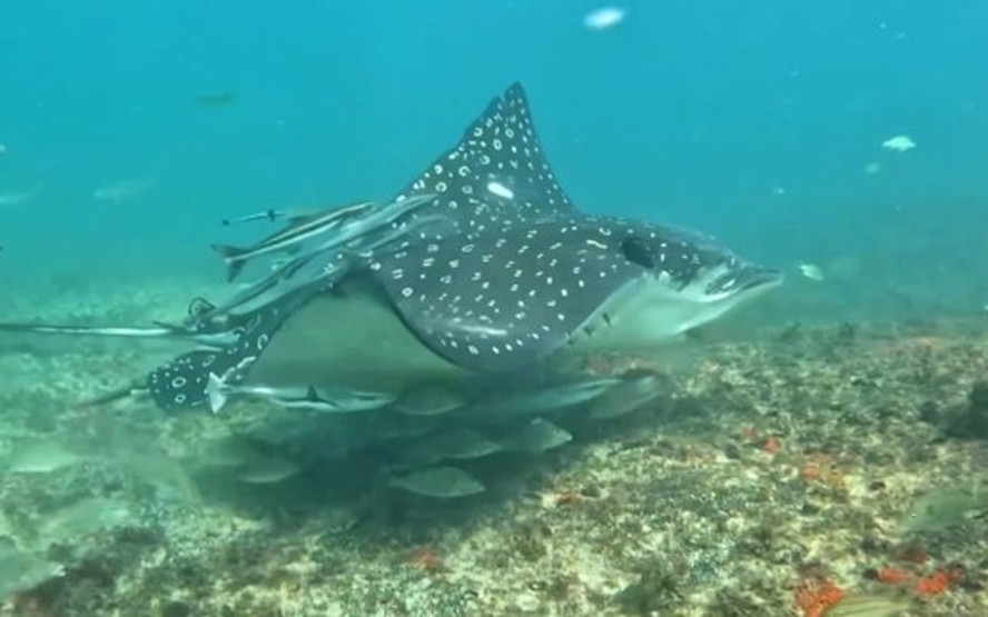 Raia gigante cercada por cardume é avistada por fotógrafo no Arpoador ...