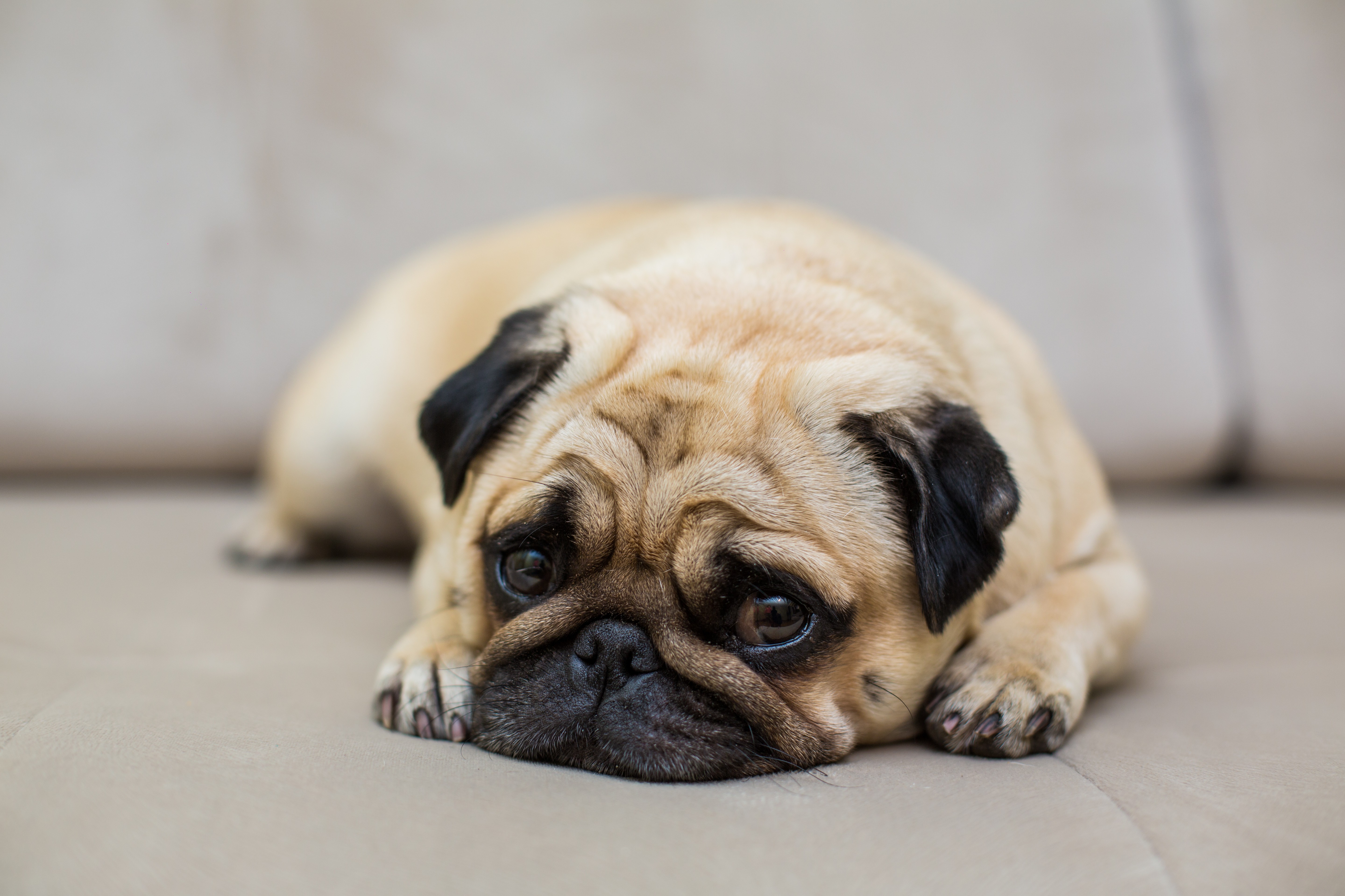 Novo estudo internacional revela que 84% dos cães apresentam sinais de ansiedade