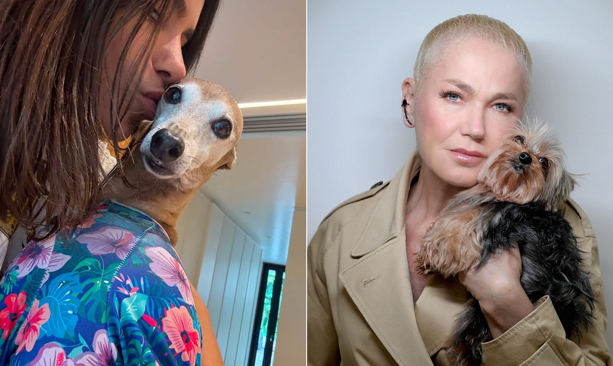 De Plínio a Doralice, confira os cachorros mais queridos dos famosos brasileiros - QTU Questões do Universo