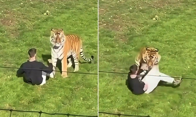 Homem morre ao entrar em recinto de tigre em zoo na Inglaterra; vídeo