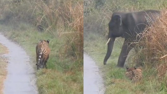 Tigre se esconde de manada de elefantes na Índia e é surpreendido por animal; vídeo