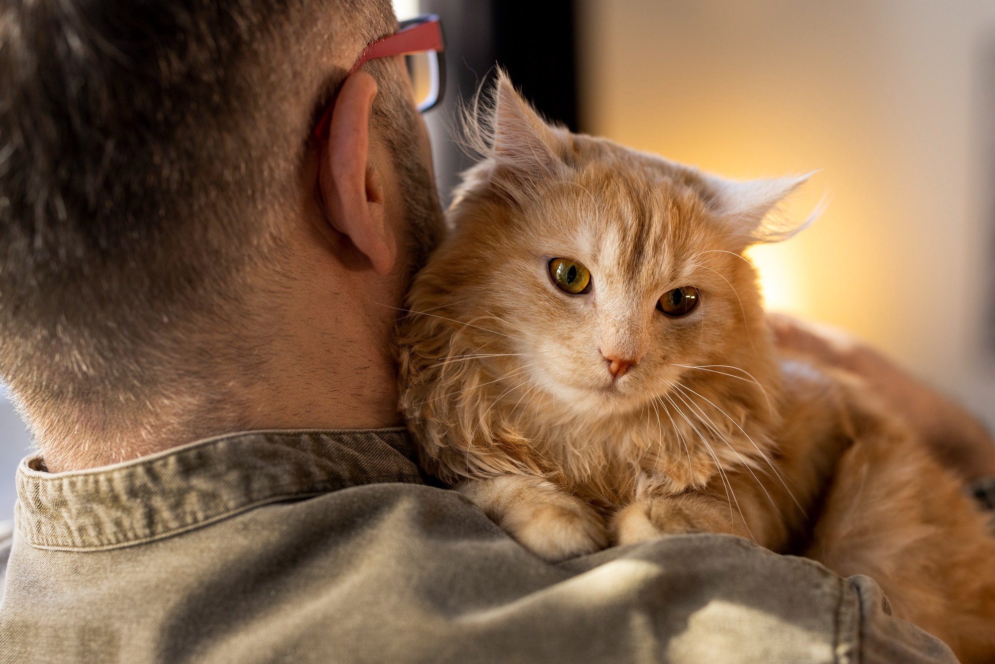 Por quanto tempo você realmente pode deixar um gato sozinho?