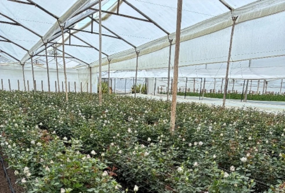 Planta&ccedil;&atilde;o de rosas azuis &mdash; Foto: Suntory Global Innovation Center