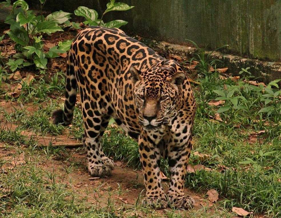 Onça Guardião — Foto: Acervo Zoo CIGS